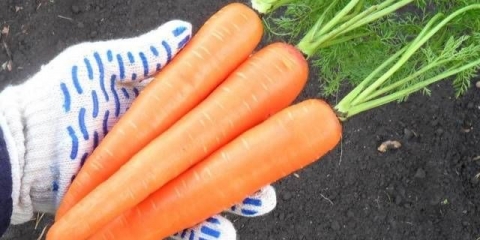 Šargarepa losinoostrovskaya 13